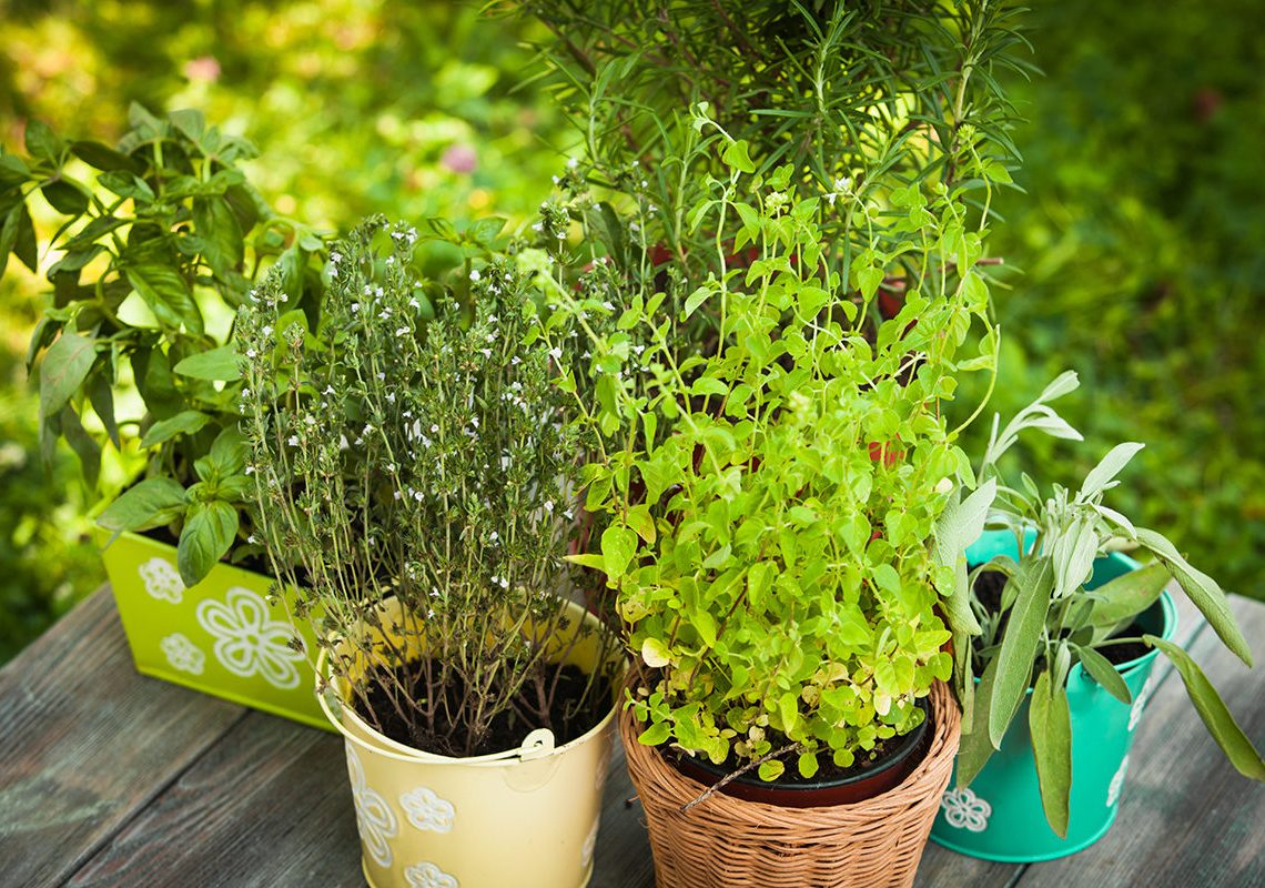 Growing Herbs In Containers Gardensy