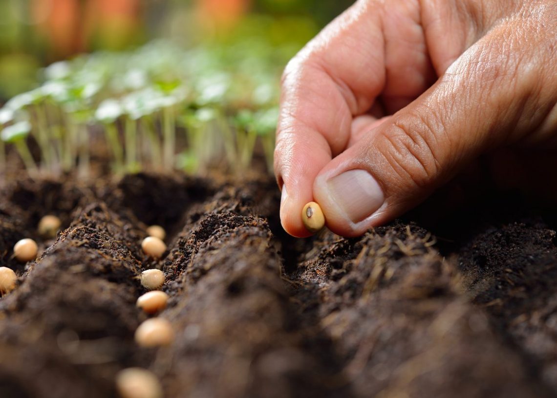 Sowing seeds directly into the soil Gardensy