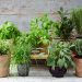 Grow your herbs indoors