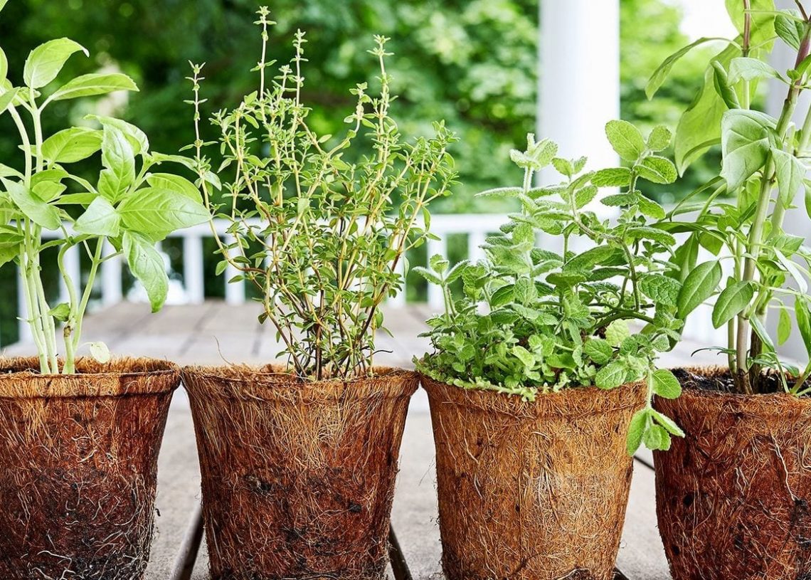 Harvest herbs for that perfect cup of tea
