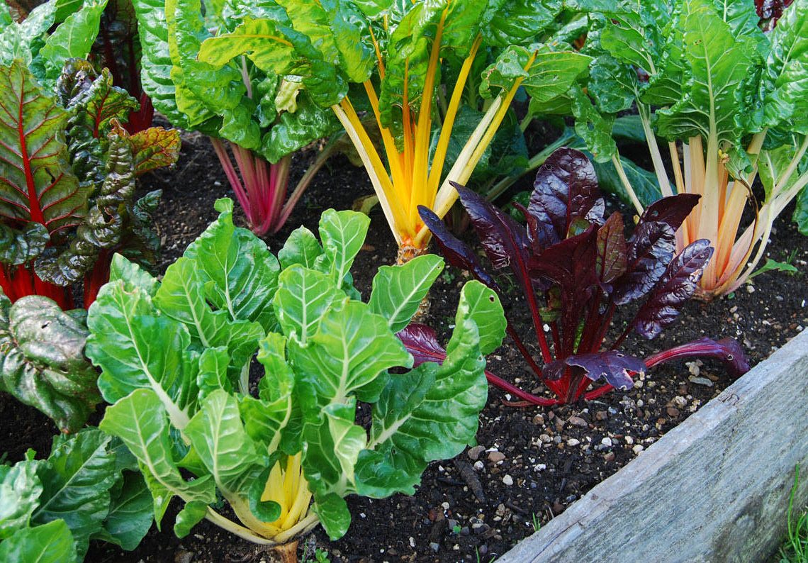 Learn what organic gardening really is