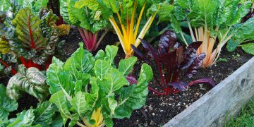 Learn what organic gardening really is