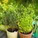 Growing herbs in containers