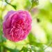 The best roses for your garden
