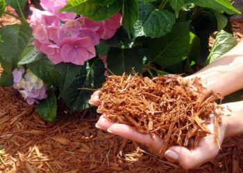 Learn how to mulch your garden
