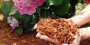 Learn how to mulch your garden