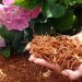 Learn how to mulch your garden