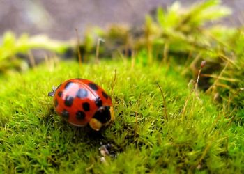 Pest control in the garden