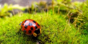 Pest control in the garden