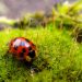 Pest control in the garden