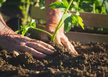 Great tips every gardener should know