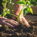 Great tips every gardener should know