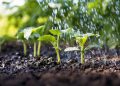 Cucumbers, from seed to harvest