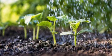 Cucumbers, from seed to harvest