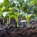 Cucumbers, from seed to harvest