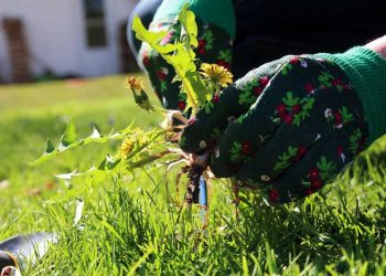 Techniques for weed control