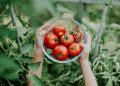Pruning tomatoes is not always necessary