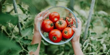 Pruning tomatoes is not always necessary