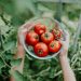 Pruning tomatoes is not always necessary