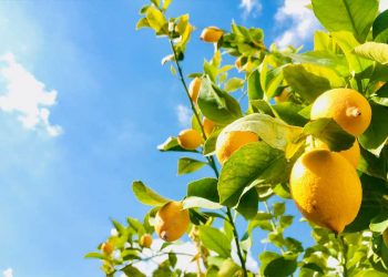 How to grow lemon trees