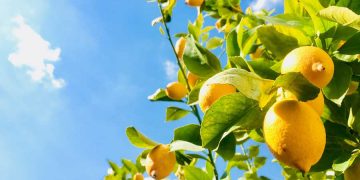 How to grow lemon trees
