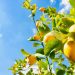 How to grow lemon trees